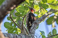 Ochre-backed Woodpecker Celeus ochraceus