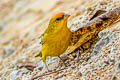 Orange-fronted Yellow Finch Sicalis columbiana goeldii