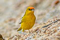 Orange-fronted Yellow Finch Sicalis columbiana goeldii