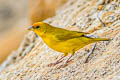 Orange-fronted Yellow Finch Sicalis columbiana goeldii