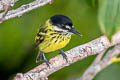 Painted Tody-Flycatcher Todirostrum pictum