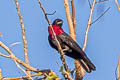 Purple-throated Fruitcrow Querula purpurata