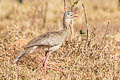 Red-legged Seriema Cariama cristata