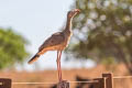 Red-legged Seriema Cariama cristata