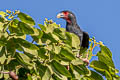 Red-throated Caracara Ibycter americanus