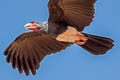 Red-throated Caracara Ibycter americanus