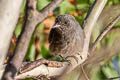 Riverside Tyrant Knipolegus orenocensis xinguensis