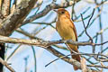 Rufous Casiornis Casiornis rufus