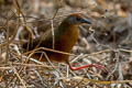 Russet-crowned Crake Rufirallus viridis viridis