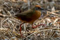 Russet-crowned Crake Rufirallus viridis viridis