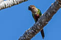 Santarem Parakeet Pyrrhura amazonum amazonum