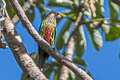 Santarem Parakeet Pyrrhura amazonum amazonum