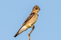 Southern Rough-winged Swallow Stelgidopteryx ruficollis ruficollis
