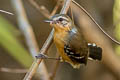 Southern White-fringed Antwren Formicivora grisea grisea