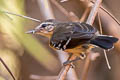 Southern White-fringed Antwren Formicivora grisea grisea