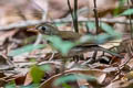 Southern Antpipit Corythopis delalandi