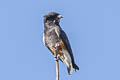 Swallow-winged Puffbird Chelidoptera tenebrosa tenebrosa