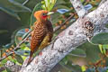 Waved Woodpecker Celeus undatus subcervinus