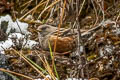 Alpine Accentor Prunella collaris nipalensis