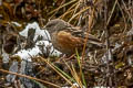 Alpine Accentor Prunella collaris nipalensis