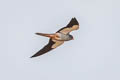 Amur Falcon Falco amurensis (Eastern Red-footed Falcon)