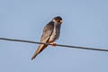 Amur Falcon Falco amurensis (Eastern Red-footed Falcon)