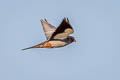 Amur Falcon Falco amurensis (Eastern Red-footed Falcon)