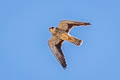 Amur Falcon Falco amurensis (Eastern Red-footed Falcon)