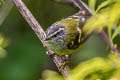 Ashy-throated Warbler Phylloscopus maculipennis maculipennis (Grey-faced Warbler)