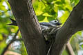 Ashy Drongo Dicrurus leucophaeus leucogenis