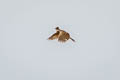 Asian Short-toed Lark Alaudala cheleensis cheleensis