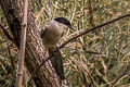 Azure-winged Magpie Cyanopica cyanus cyanus