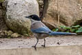 Azure-winged Magpie Cyanopica cyanus cyanus