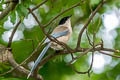 Azure-winged Magpie Cyanopica cyanus cyanus