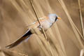 Bearded Reedling Panurus biarmicus russicus (Bearded Tit)