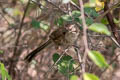 Beijing Babbler Rhopophilus pekinensis pekinensis (Chinese Hill Warbler)