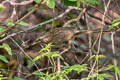 Beijing Babbler Rhopophilus pekinensis pekinensis (Chinese Hill Warbler)