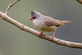 Black-chinned Yuhina Yuhina nigrimenta