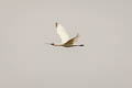 Black-faced Spoonbill Platalea minor