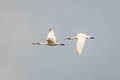 Black-faced Spoonbill Platalea minor