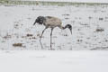 Black-necked Crane Grus nigricollis