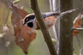 Black-throated Bushtit Aegithalos concinnus talifuensis