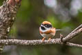 Black-throated Bushtit Aegithalos concinnus concinnus