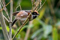 Black-throated Bushtit Aegithalos concinnus concinnus