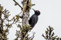 Black Woodpecker Dryocopus martius khamensis