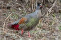 Blood Pheasant Ithaginis cruentus berezowskii