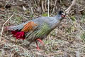 Blood Pheasant Ithaginis cruentus berezowskii