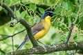 Blue-crowned Laughingthrush Pterorhinus courtoisi courtoisi (Courtois's Laughingthrush)