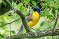 Blue-crowned Laughingthrush Pterorhinus courtoisi courtoisi (Courtois's Laughingthrush)