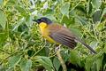 Blue-crowned Laughingthrush Pterorhinus courtoisi courtoisi (Courtois's Laughingthrush)